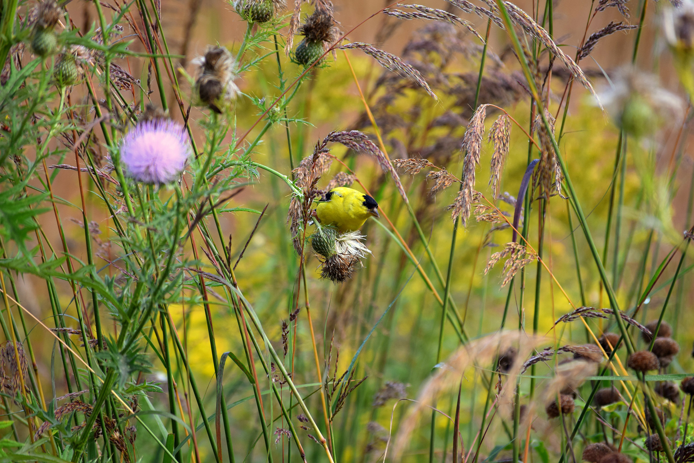 Standing Up for Native Thistles Xerces Society